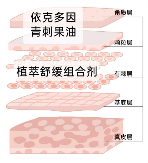 清肤系列功效分层：驻防·保湿·舒缓 — 依克多因水盾防护，青刺果油养护皮脂，植萃组合源头舒缓