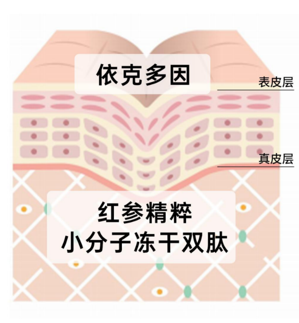 红参系列功效分层：表皮层—依克多因筑屏障，真皮层—红参精粹+小分子冻干双肽滋养淡纹